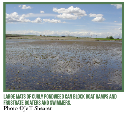 westapms's tweet image. 🌿 BOLO for Curlyleaf Pondweed this Spring! 👀 This invasive #aquaticplant from Eurasia emerges early, outcompeting native plants &amp;amp; forming dense mats that clog waterways. As winter sets in, plan NOW for early detection &amp;amp; management next season!

sdleastwanted.sd.gov/docs/conservat…

#WAPMS