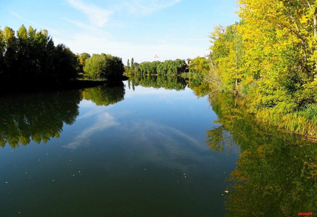 La lenta perseverancia de la naturaleza #otoño 
Paisaje de ribera. Río Pisuerga. Torquemada.