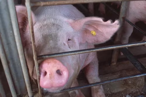 Lewis_Bollard's tweet photo. A big new threat to animals and all of us who care about them: the EU may be about to break its promise to end cages for Europe's 200 million+ caged pigs, rabbits, and hens. This must be stopped. Here's the background:

In 2021, the @EU_Commission promised to ban all cages and crates in response to a petition by 1.4M Europeans. It then asked its official scientific veterinary advisors, who agreed the cages are inhumane. And it surveyed Europeans, >85% of who backed the move.

Then the factory farm lobby got to work. In 2023, they got the Commission to delay its promised cage ban because it needed more time for "consultation." The Commission then spent 2 years consulting with industry. At the end, it reiterated its promise to ban the cages.

Over the last two years, the EU's Animal Welfare Commissioner @OliverVarhelyi has repeatedly promised that the Commission will propose a cage ban in 2026, next year. Even as he's refused to meet with more than one animal welfare group (he's met with dozens of industry groups), he's insisted that advocates have nothing to worry about -- his word can be trusted. Just a few weeks ago, the Commission opened a public consultation -- still open -- on how to ban the cages.

Then, this week, Euractiv obtained a leak of the EU Commission's work plan of all its planned work for next year. It doesn't contain the promised cage ban at all. The rumor is that this was a last-minute deletion pushed by Varhelyi himself -- the Commissioner who's meant to be safeguarding animal welfare.

If true, this is a shocking betrayal of Europe's animals -- and the >85% of Europeans who want better for them. The only reason to scrap this proposal is because  animal ag lobbyists don't like it. And if it's true that Varhelyi is leading this, then only his bosses -- @RoxanaMinzatu and @vonderleyen can stop this. 

This is an all-hands on deck moment for European advocates. Contact your MEPs, your ministers of agriculture, and the Commission itself. Animals get betrayed like this because they can't lobby for themselves. We need to be their advocates.