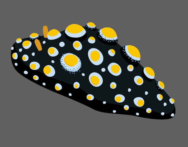 vimytaro's tweet image. ヨゾライボウミウシなう