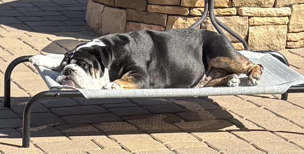 raefagan's tweet photo. UPDATE! 🚨 I am lying in my bed outside!  Finally loving this weather ☀️ #bulldogweather #Audrey https://t.co/0JDrPurjde