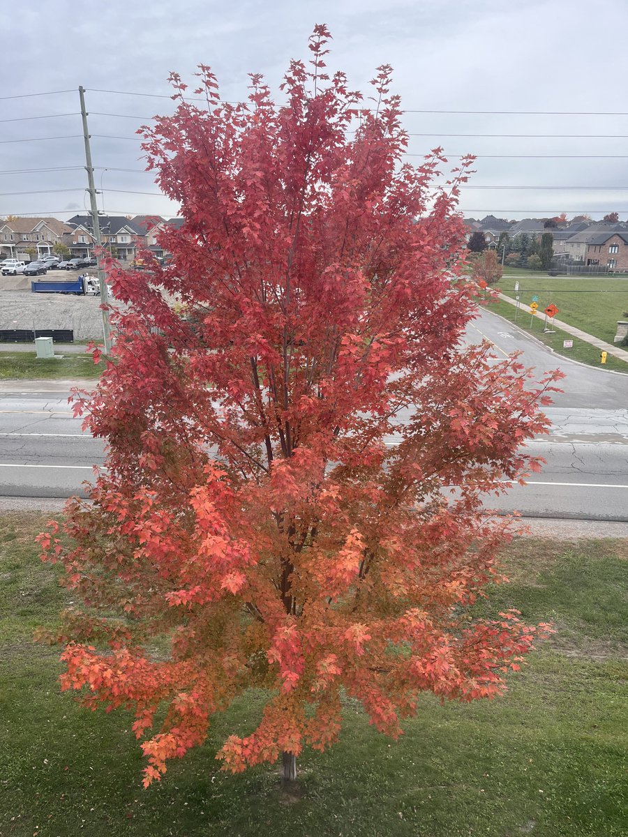 JahnaviGogoi2's tweet image. Outside my window, this beauty! #hellofall #octoberthings