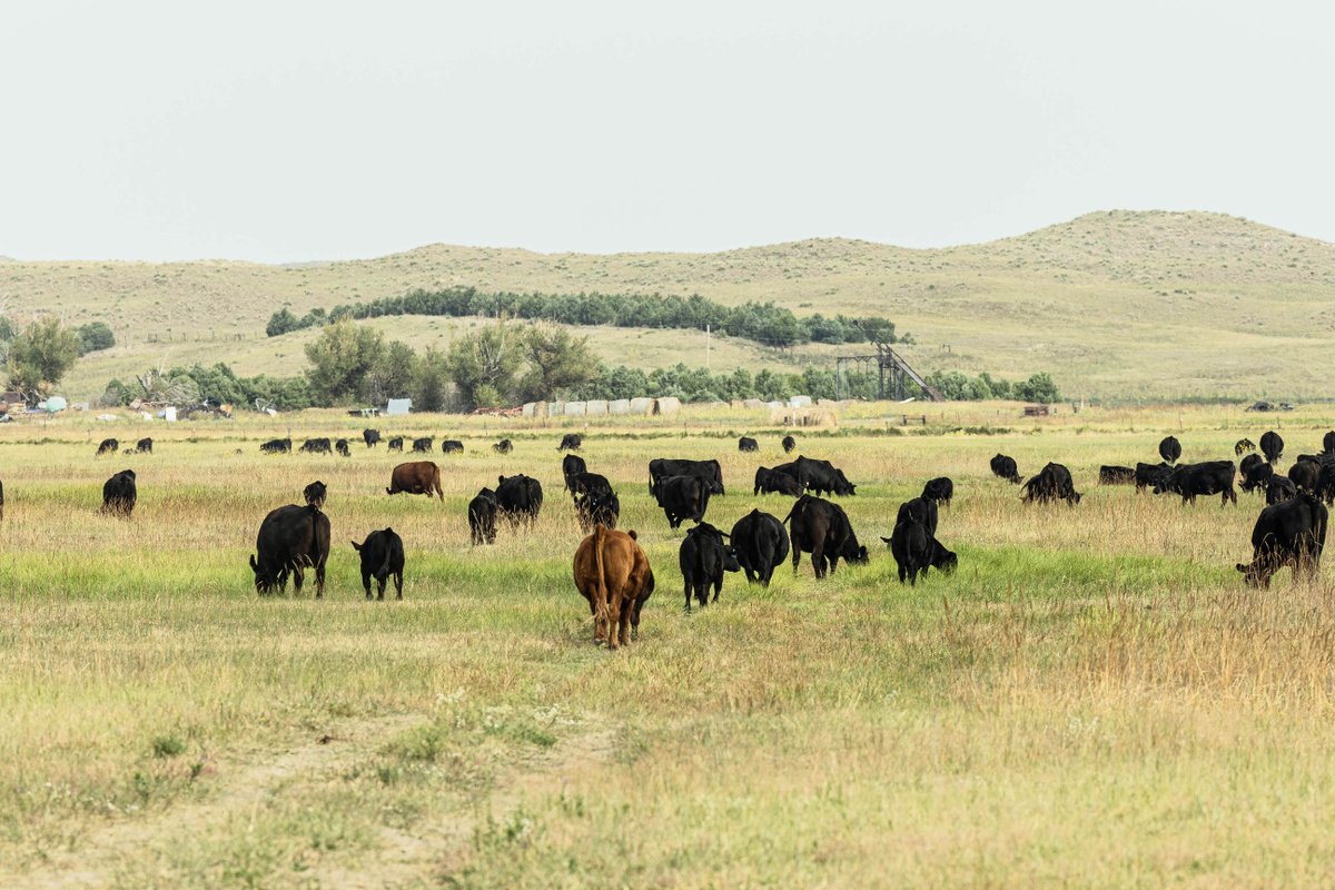 Nebraska Women in Agriculture, there's still time to earn your Beef Quality Assurance certification this year! Learn more at bqa.unl.edu/events/. 🐮

📅 Oct. 27 | Lexington, NE
📅 Oct. 28 | Curtis, NE
📅 Oct.29 | Bridgeport, NE
📅 Nov. 12 | Ord, NE
📅 Dec. 8 | Hyannis, NE