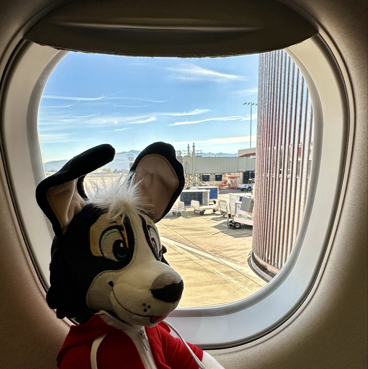 On the way to his new home! 🐶 
<a href="/SoftCandyToys/">SoftCandyToys</a>