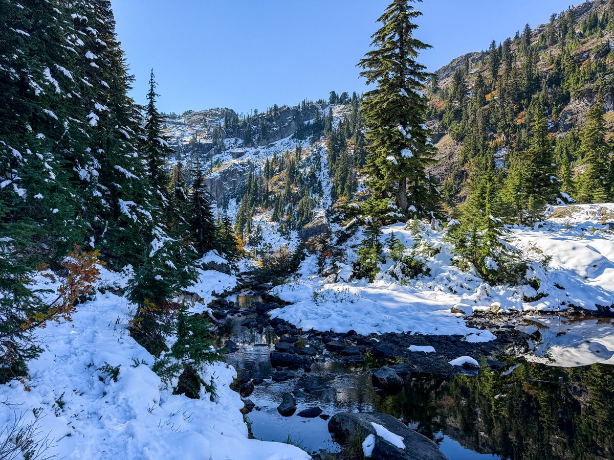 tree girl 🌲 tweet media