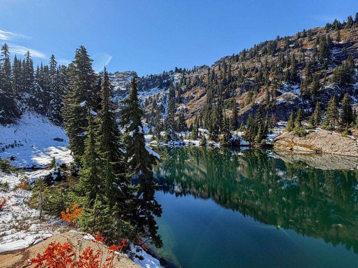 tree girl 🌲 tweet media