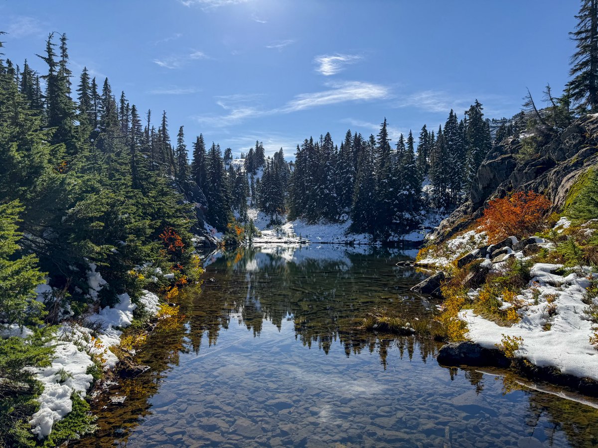 tree girl 🌲 tweet media