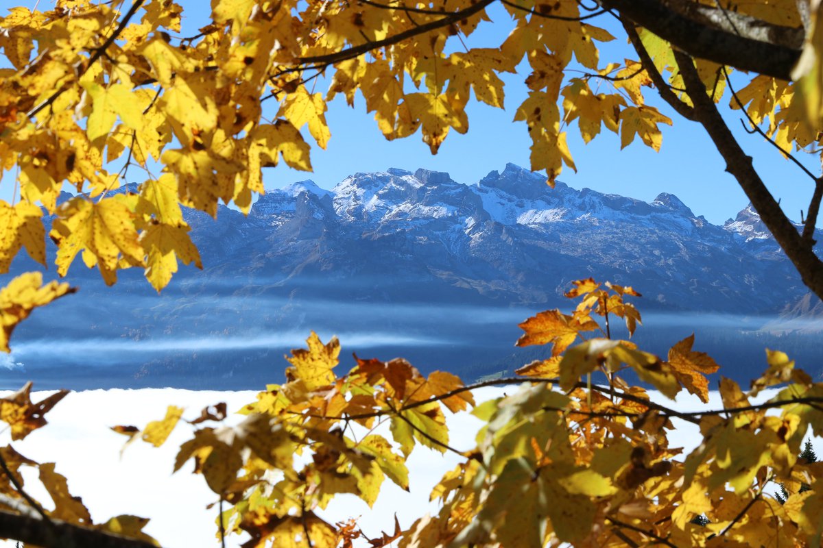 Drei Lieblingsbilder von drei #Herbsttagen. Die leuchtenden #Bergahorn gefallen mir fast noch besser als die leuchtenden #Lärchen.