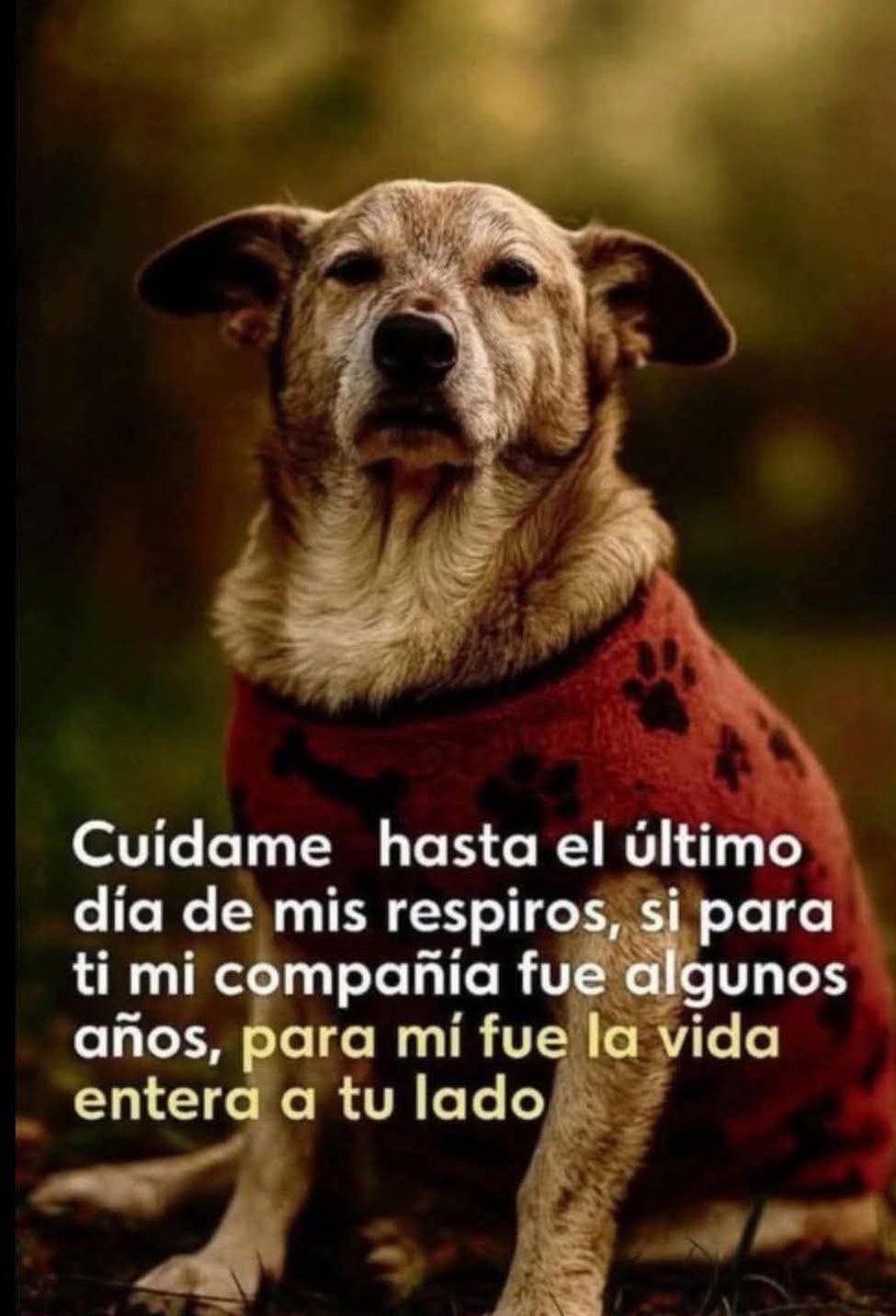Con el mismo amor que el te ama entregarle todo tu corazón, dedicación y cuidados ❤️🐕‍🦺🐾🐈😺