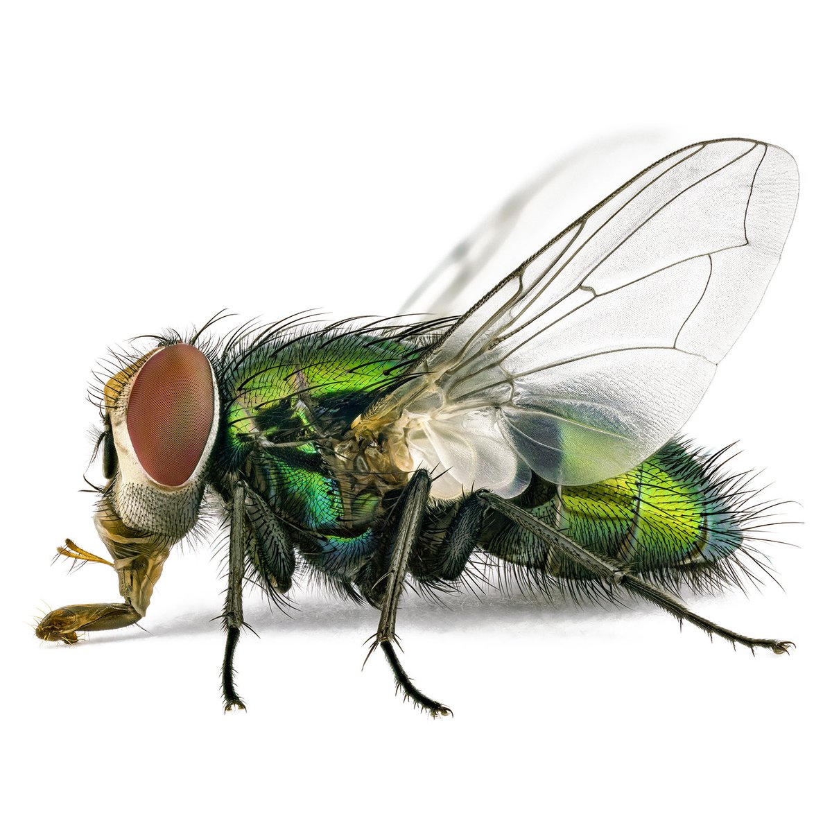 🇬🇧Green bottle fly, Lucilia sp. These countless hairs of the flies are simply fascinating... there is still so much to discover. Even the hairs on the edge of the wings are so fascinating.