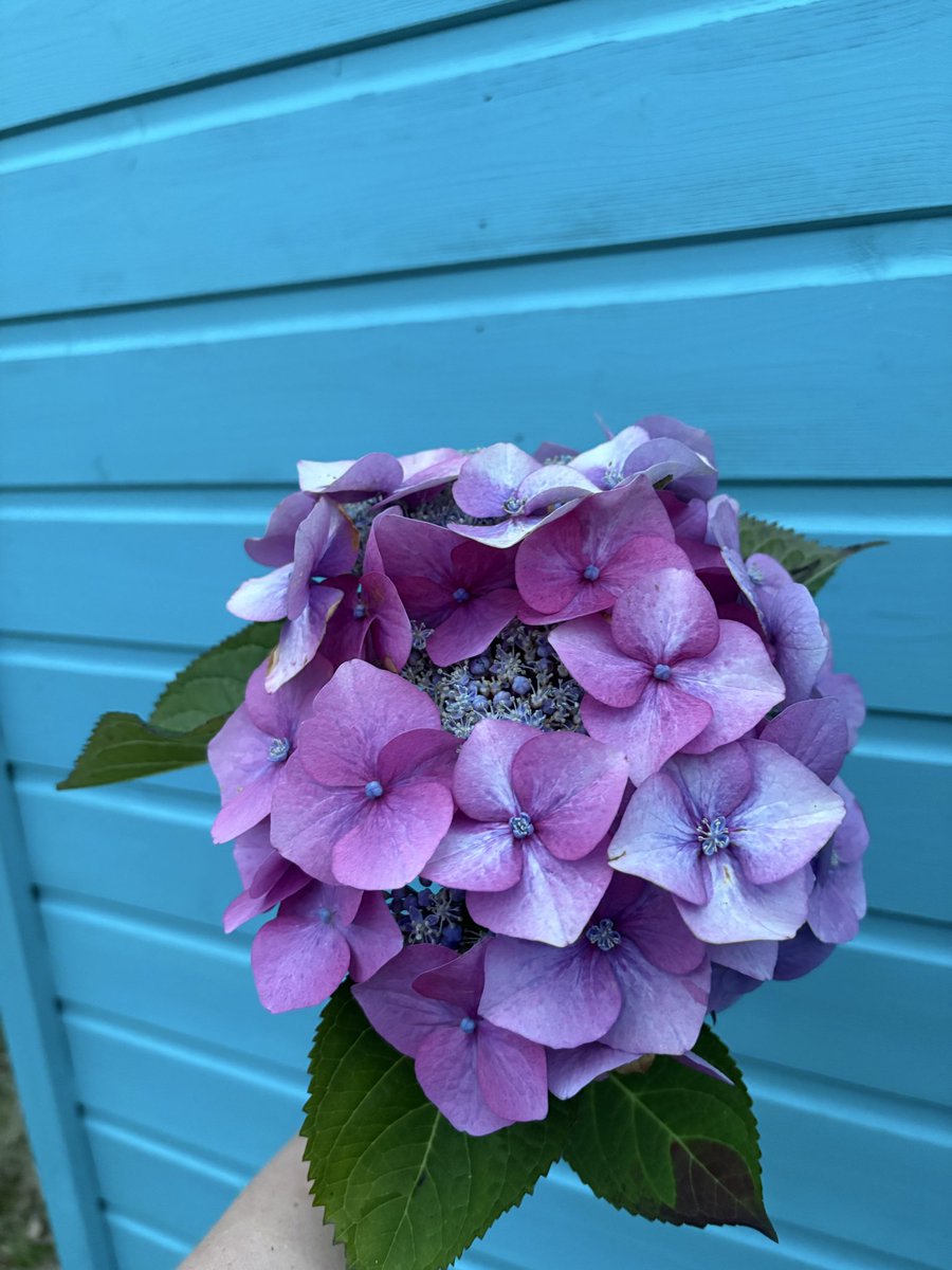 Lacecap hydrangea still producing new flowers! Had to take a few stems for the house.