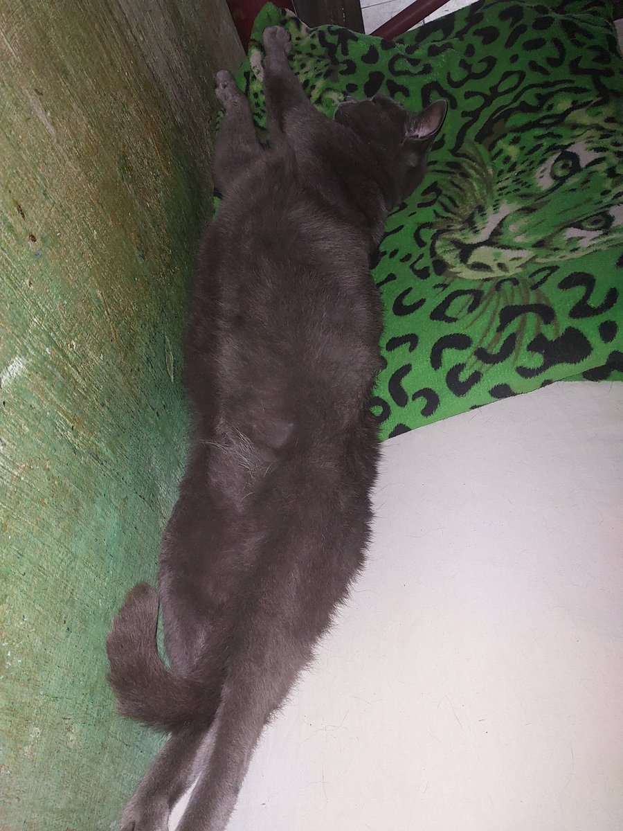 Príncipe CHACAL BB e agora grandão 

<a href="/Tocadosgatos_/">tocadosgatos_</a>
