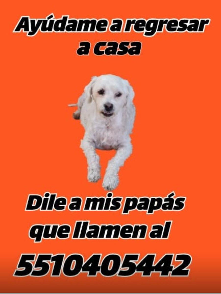 Se perdió 😢🐾🐾🐈🐕‍🦺