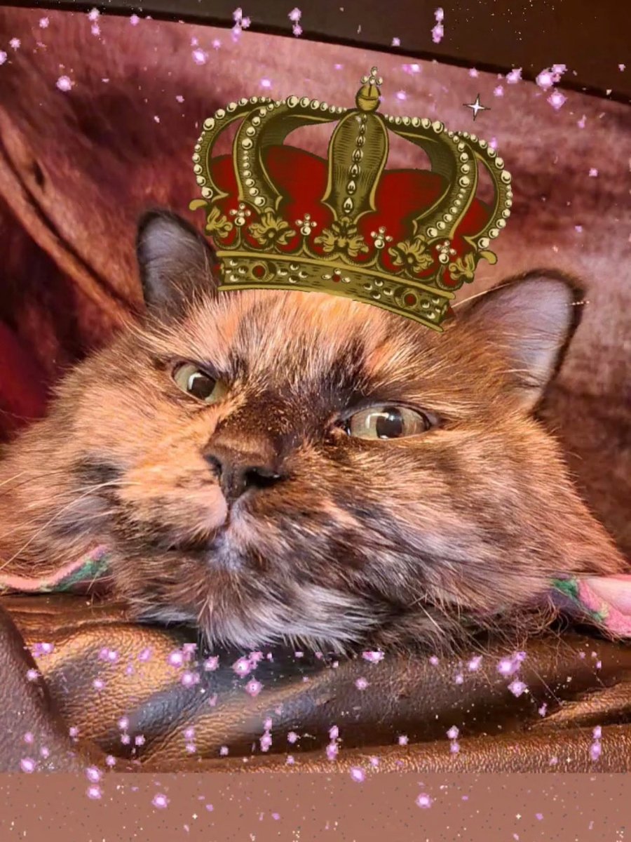 hazelfluffy's tweet photo. She believed she could, but decided to nap instead. Classic cat queen energy.
👑 #CatsOfX #Queens https://t.co/dcJqNkzegr