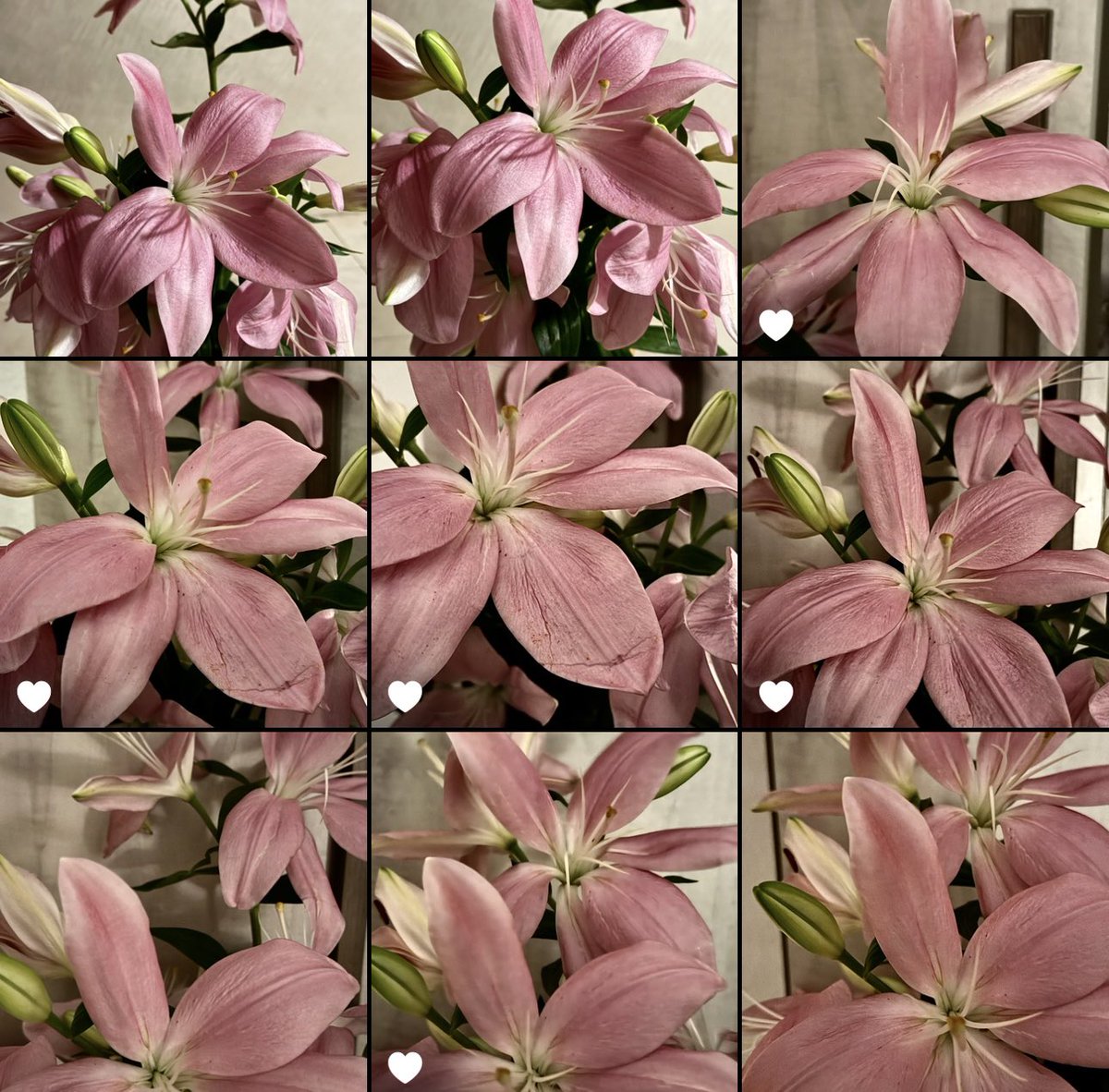 vqx_3's tweet photo. a girl obsessed with flowers https://t.co/6Mg7Bmbxxw