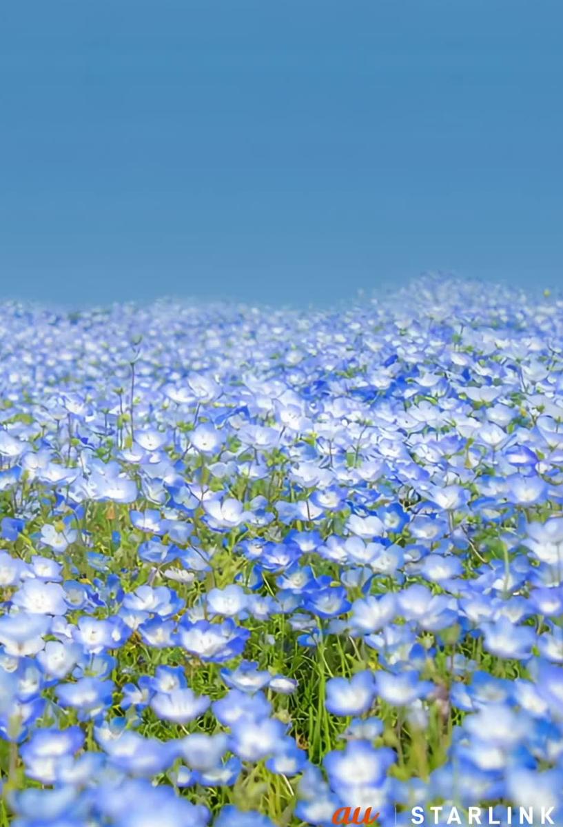 PerrieOffPriv's tweet image. 弱い名前 🥦