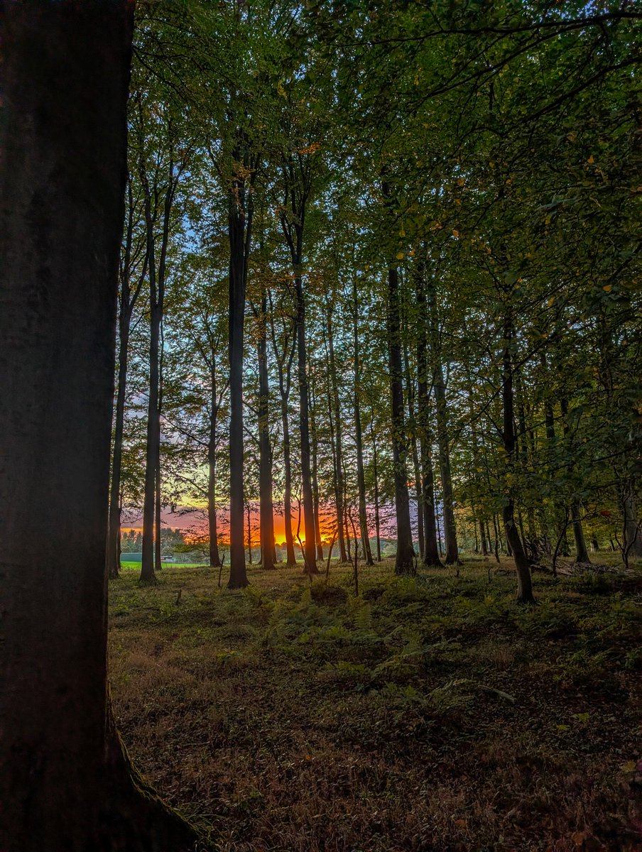 Im Wald...