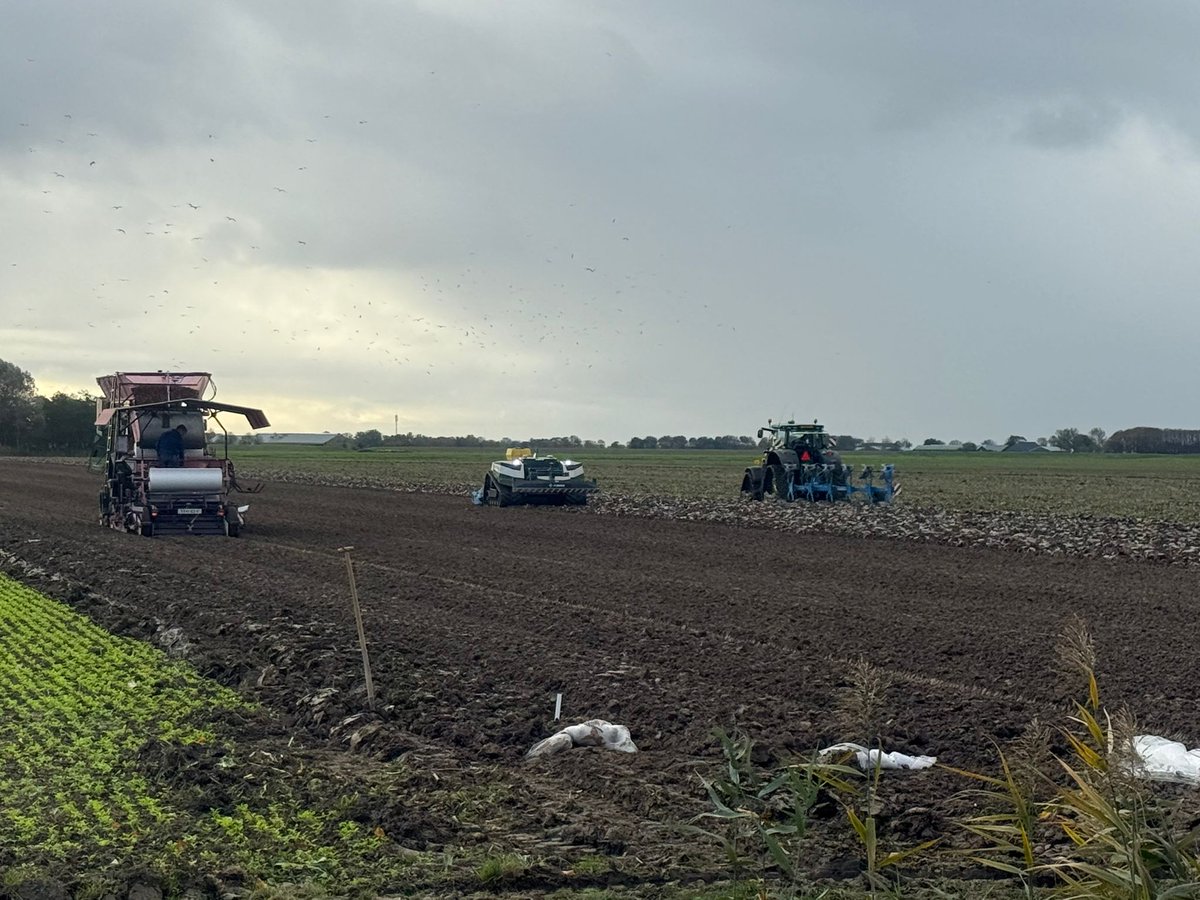 Tulpen planten bij #WaddenprachtTulpen: alles op rupsen! <a href="/AgXeed/">AgXeed</a>