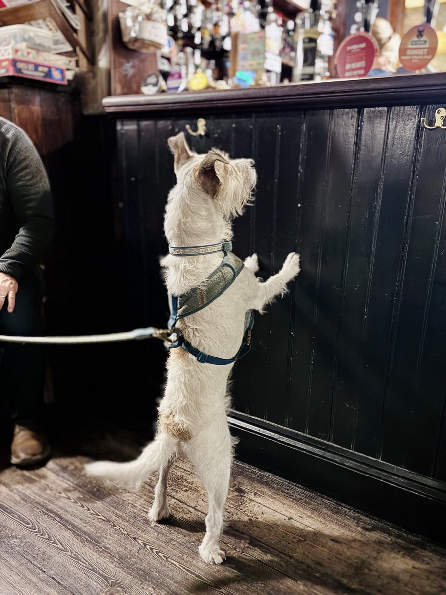Love a pub dog.