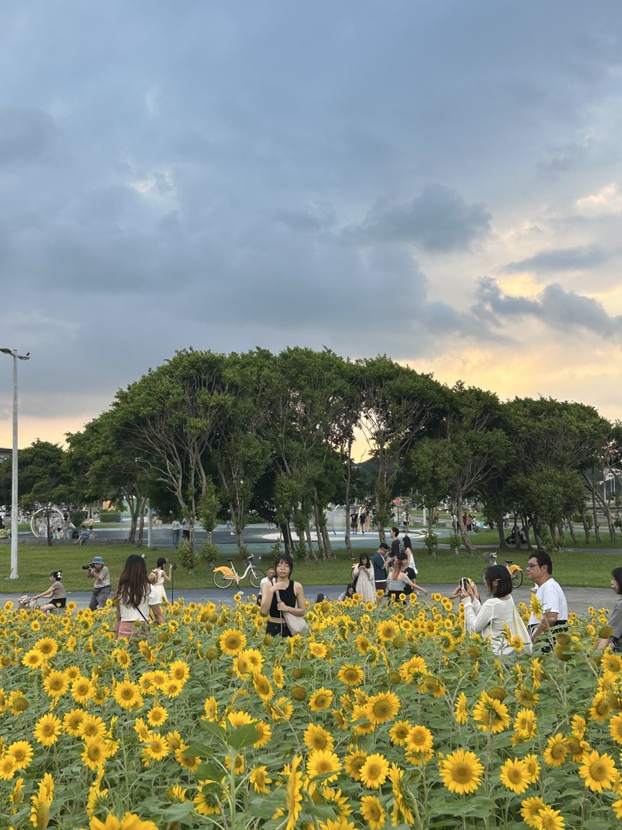 Msd1Coleman's tweet photo. ひまわり畑が満開です。
この秋一番の待ちに待った黄金の風景。 https://t.co/K6lzmH0Qui