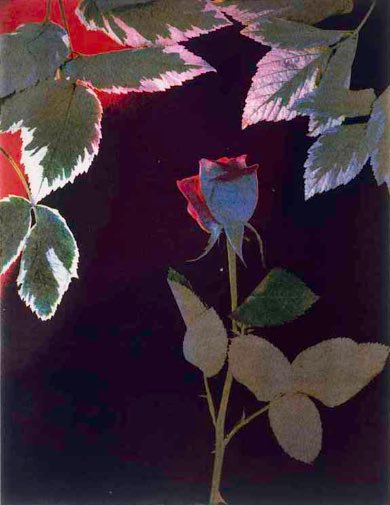 Partisan tweet media