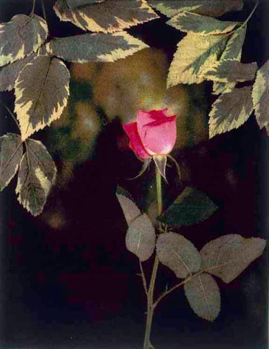 Partisan tweet media