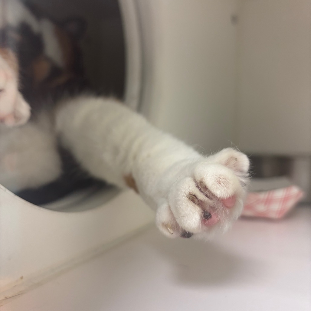 MorrisAnimal's tweet photo. Caturday! Meet Linda, the bodacious beauty with a big personality &amp; and even bigger heart. She’s got the curves, the confidence, &amp; just the right amount of catitude. She’s equal parts diva and sweetheart — reach out to adopt@morrisanimalrefuge.org to meet her! https://t.co/x3NShSS0TK
