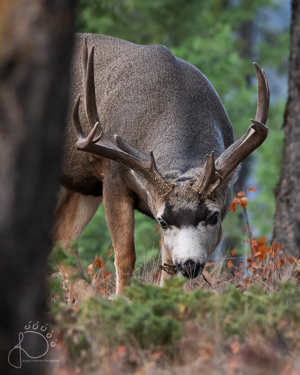 Jenaya Launstein tweet media
