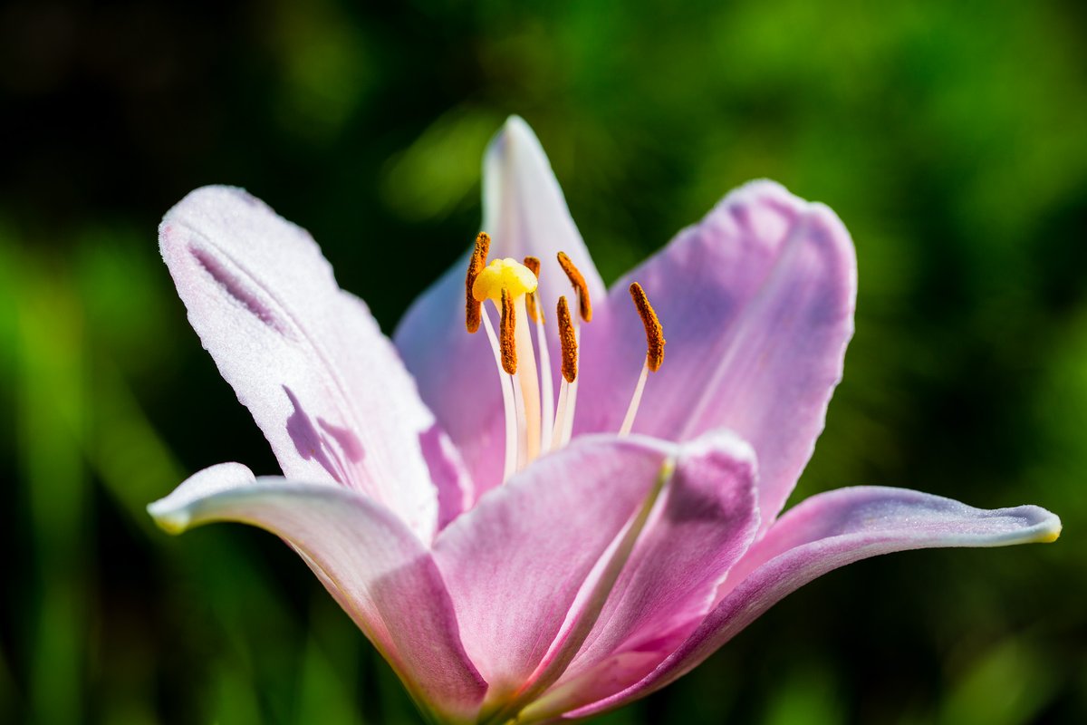 JohnGetchel's tweet image. Oh Lily!
Let's see you beautiful flower photos my friends for this Floral Friday!