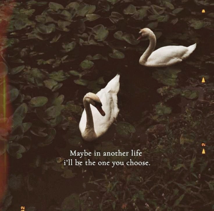 🍂 tweet media