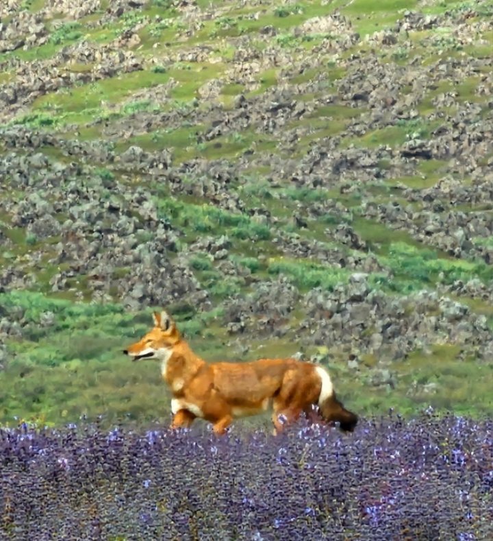 Abdi Samune (@samuneabdi) on Twitter photo The Ethiopian Wolf Conservation Programme #EWCP is dedicated to the survival of this endangered species, which is the world's rarest canid and Africa's most threatened carnivore. Ethiopian wolves are found only in the high-altitude Afroalpine regions of Ethiopia.
<a href="/KyKebero/">EWCP Ethiopian Wolf Conservation</a> The Ethiopian Wolf Conservation Programme #EWCP is dedicated to the survival of this endangered species, which is the world's rarest canid and Africa's most threatened carnivore. Ethiopian wolves are found only in the high-altitude Afroalpine regions of Ethiopia.
<a href="/KyKebero/">EWCP Ethiopian Wolf Conservation</a>