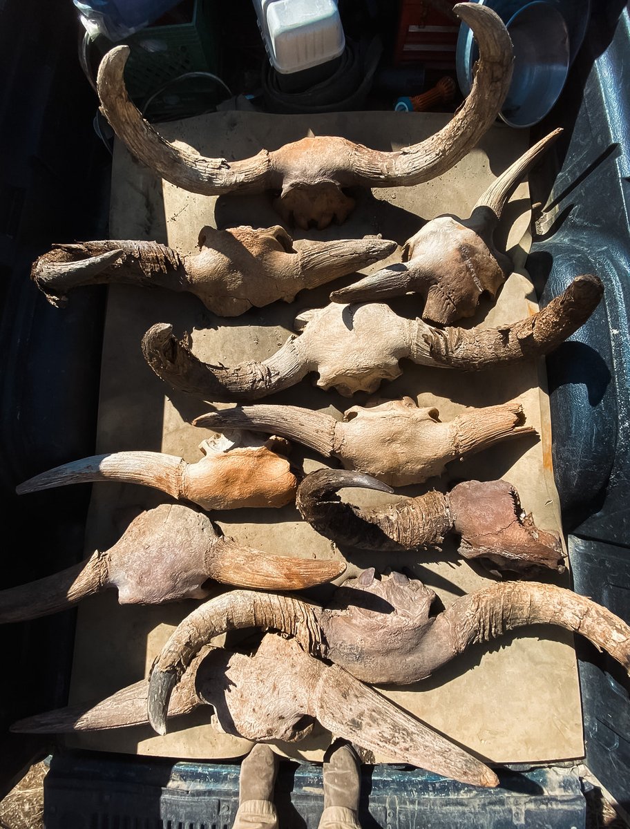 IlauraLongley's tweet image. Fossil Friday! 
#fossil #friday #WeekendVibes