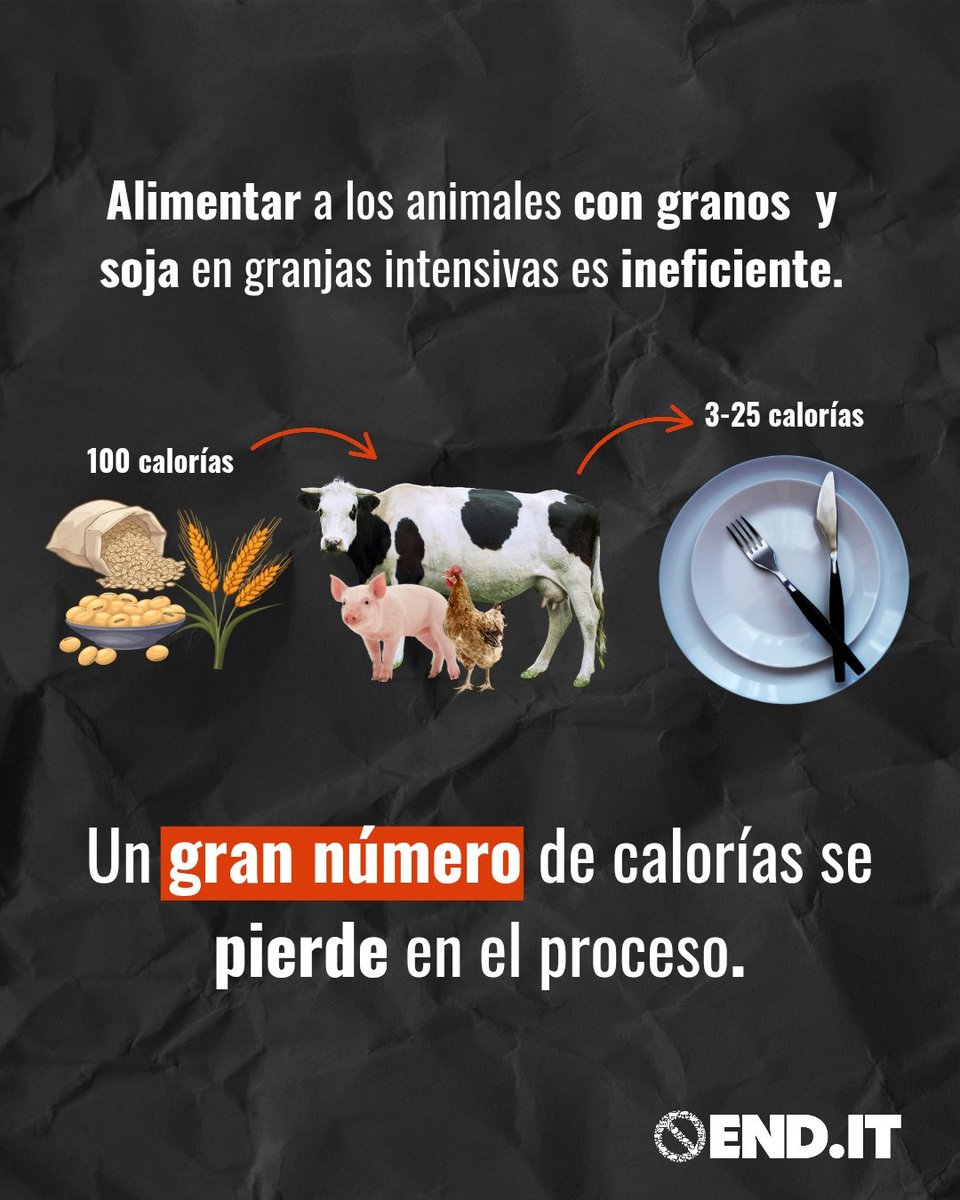 CIWF_ES's tweet photo. ❌ La ganadería intensiva no solo es cruel con los animales, también desperdicia alimentos.

🌾 Por cada 100 calorías de grano que se da a los animales, solo se producen entre 3 y 25 calorías de carne. 

#FoodNotFeed #AlimentosNoPiensos

🔗Firma nuestra carta abierta. Link en bio https://t.co/zHkmv5GJTZ