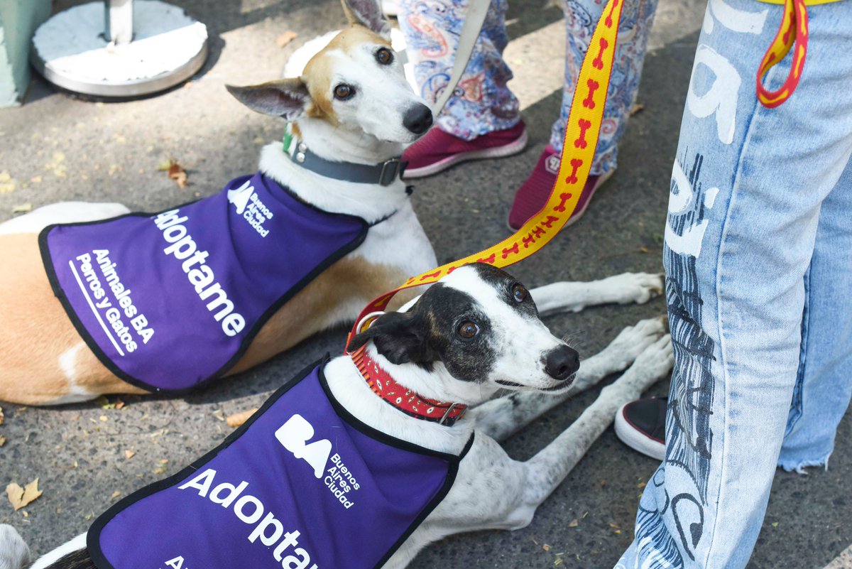 Nueva jornada de adopción de perros y gatos en la plaza de Villa del Parque
regionmetro.com.ar/noticias_detal…