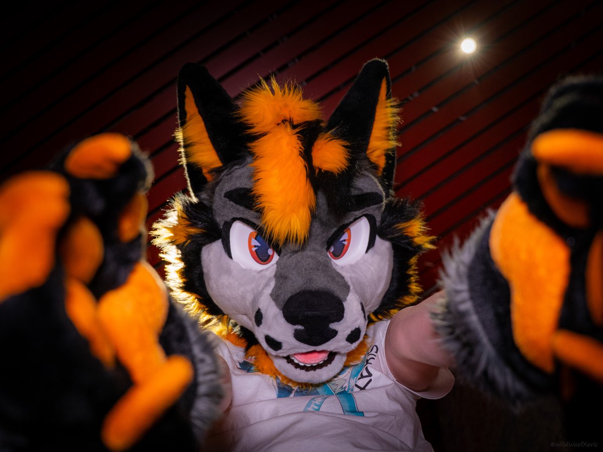 Xeris 🐺 🔜 NFC tweet media