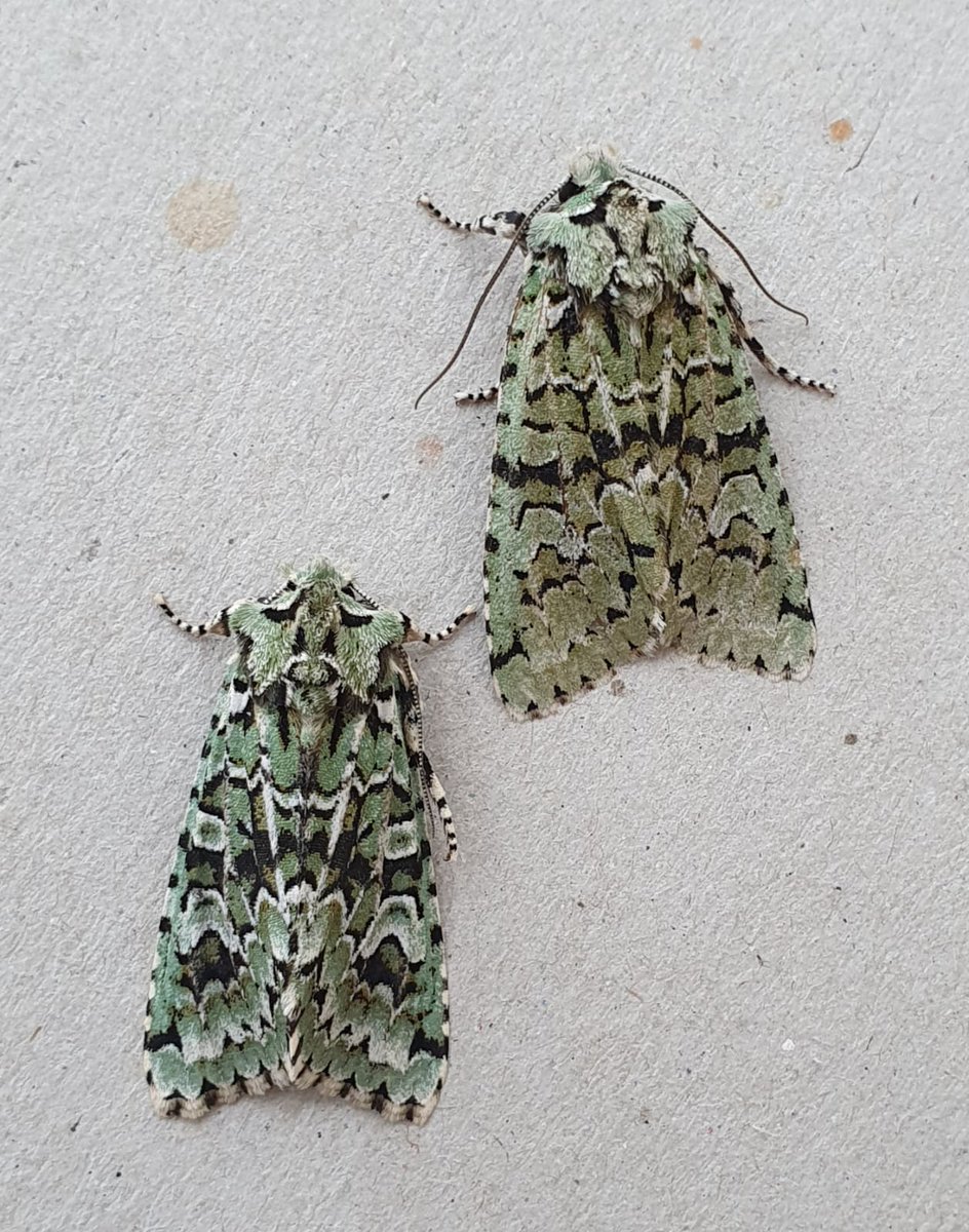 RareChat tweet media