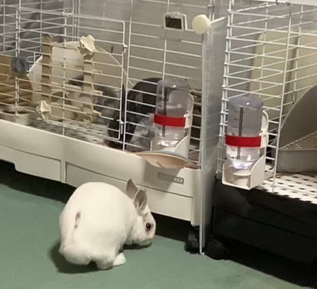 ラビットホワイトルーム62 ラビットホワイトルーム62 ラビットホワイト