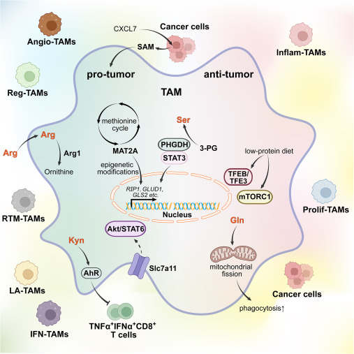 Amino acid and cholesterol metabolism in innate immunity dlvr.it/TNl539