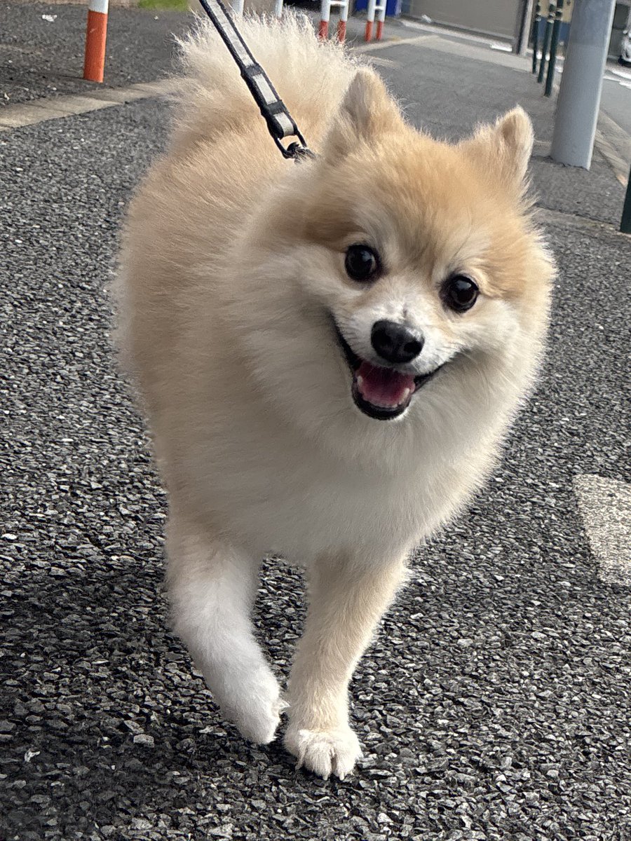 おはようございます。
お散歩が気持ちいい季節だね。