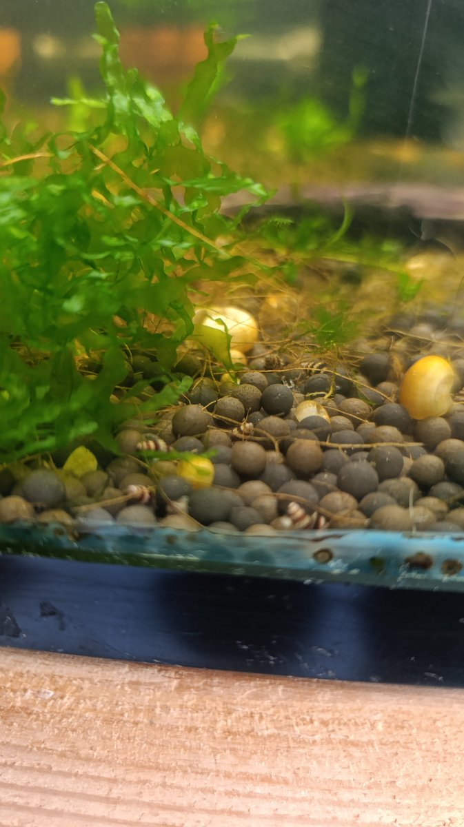 itsFishFella's tweet photo. Assassin snail babies! I've got tonnnnssss, put in your orders on my eBay page now!!

🇺🇸 American Homegrown in Arizona🌵 
#fishkeeping #fishkeeper #freshwateraquarium https://t.co/ysD1Dh4dl5