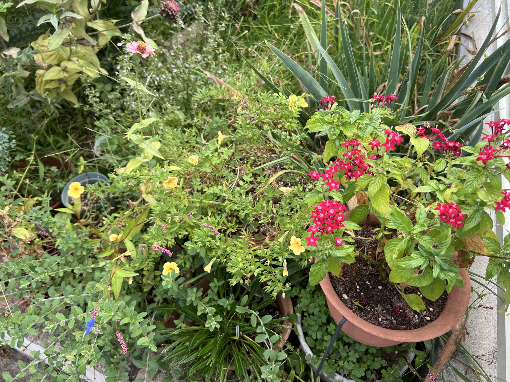 りんりんのページです！！ Amazon | SHS アルミCNC テーパーシリンダーヘッド&サイレント