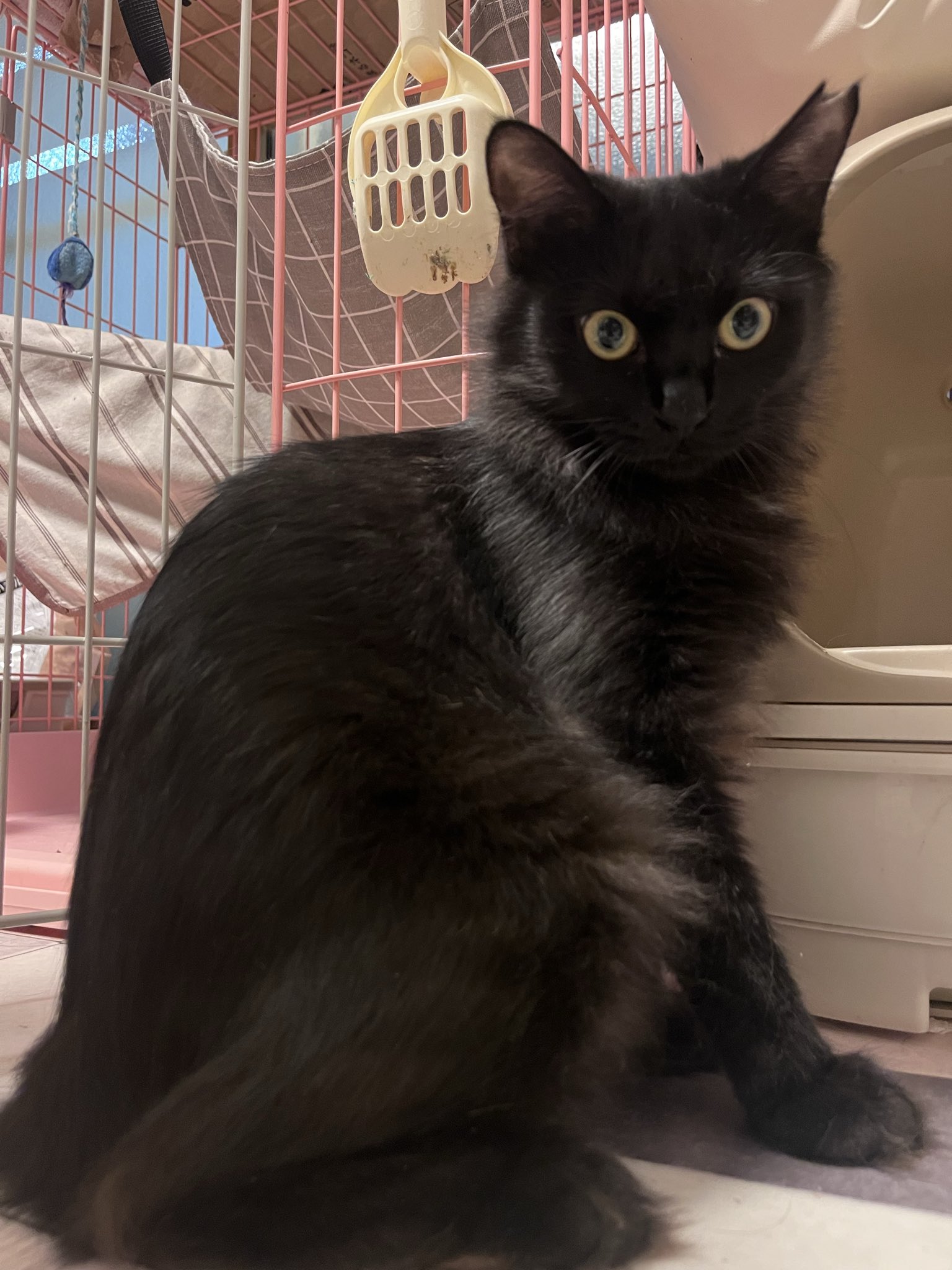 ねこの里親会 川口 on X: 