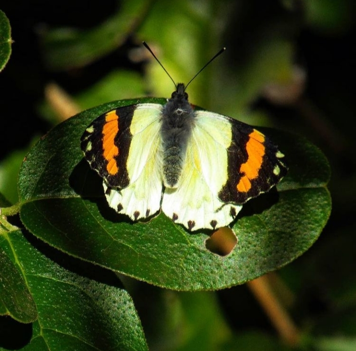 ladera_sur's tweet image. 🦋🤩 ¡Hermosas! Te dejamos repaso por las mariposas más vistosas de Chile

Mira aquí 👉 laderasur.com/fotografia/cua…