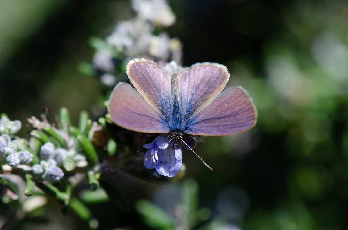ladera_sur's tweet image. 🦋🤩 ¡Hermosas! Te dejamos repaso por las mariposas más vistosas de Chile

Mira aquí 👉 laderasur.com/fotografia/cua…
