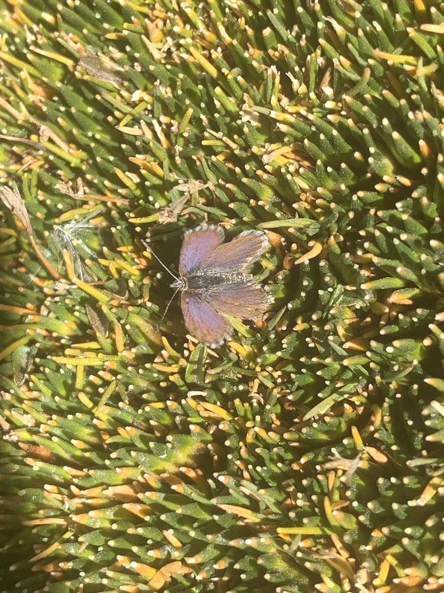 ladera_sur's tweet image. 🦋🤩 ¡Hermosas! Te dejamos repaso por las mariposas más vistosas de Chile

Mira aquí 👉 laderasur.com/fotografia/cua…