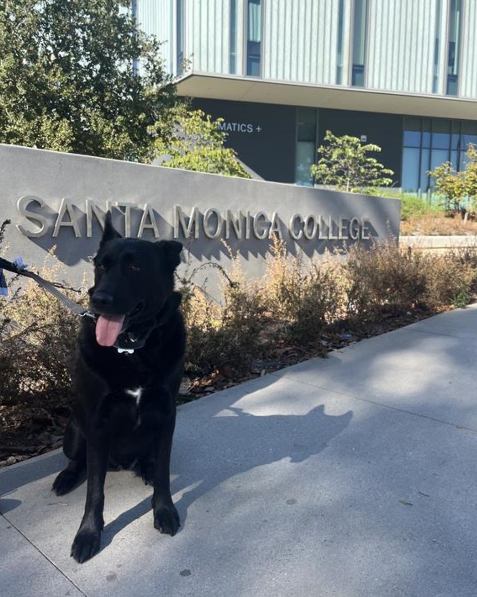 SMC_edu's tweet photo. This good boy is PAW'd to be SMC! 🐶💙 #DogsOfSMC https://t.co/BLkr7104eu