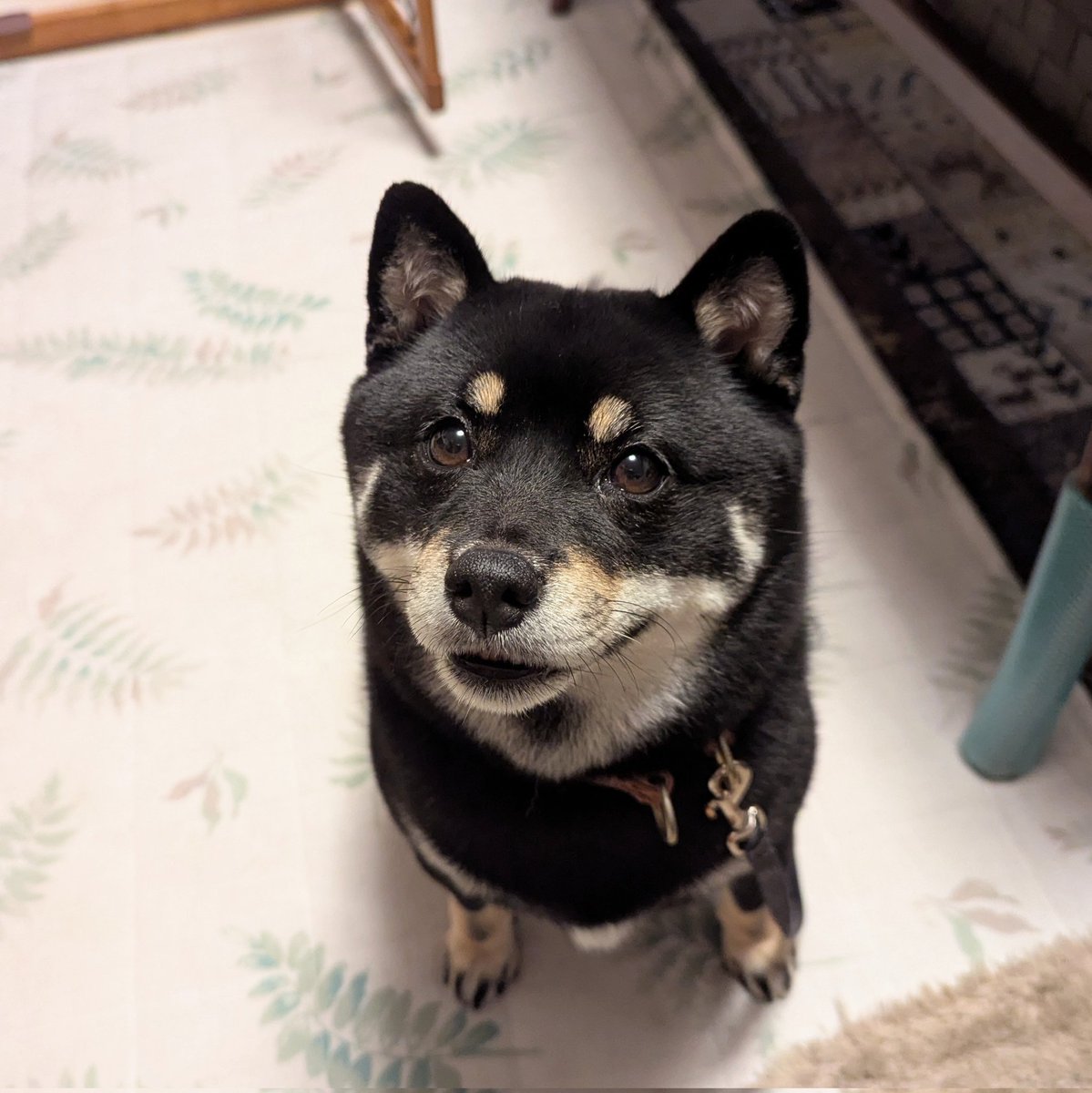 豆柴さくら🌸 (@mame_sakura0426) / Posts / X