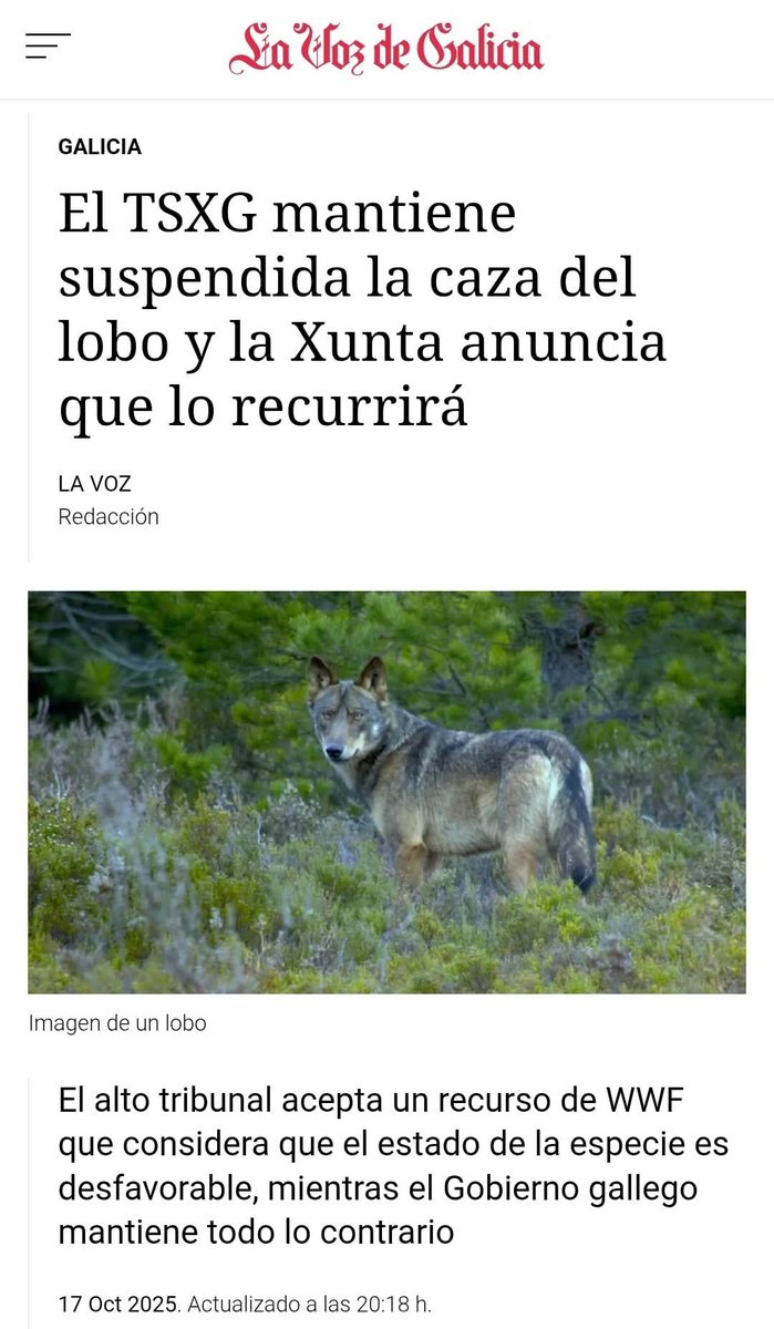 Marcoslrua's tweet photo. El Tribunal Superior de Xustiza de Galicia (TSXG) ha decidido mantener la suspensión de la caza del lobo en Galicia aplicando el principio de precaución ambiental. «El lobo forma parte de las especies de interés comunitario cuya protección rigurosa debe garantizarse». https://t.co/qRhkE2gN60