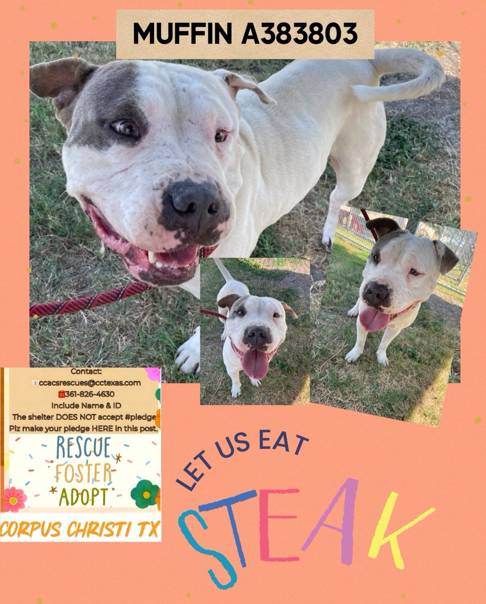 beeleevitonly's tweet photo. 🆘️MUFFIN #A383803 Says no 🎃, he wants 🥩
#CorpusChristiACS #TX is tired of feeding him😢🤬#Euthlist 10/20 unless adopted or rescued
4 yo #PibbleMix hasn't had easy life, but stoic, gentle, friendly even with broken paw & HW🪱
Please keep sharing, #Pledge4Rescue here or #Adoptashelterpet ccacsrescues@cctexas.com