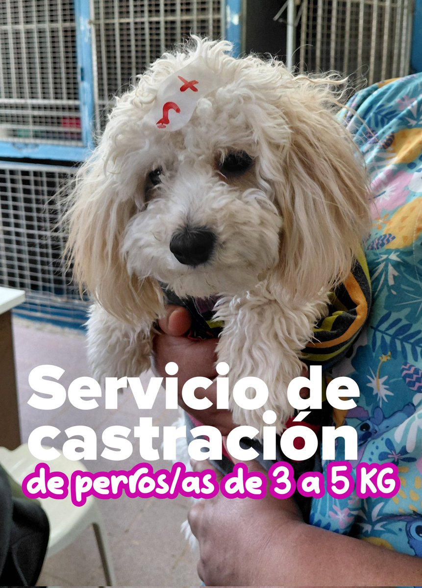 LeigaMaria's tweet photo. Servicio de Castración de perros/as de 3 a 5 kg 🐾🐕
👉 #ControlPoblacional de canes de tamaño pequeño
#BienestarAnimal
#CiudadSaludable
#SecDDHHRelInstitucionalesyCoopInternacional #MunicipalidadDeNeuquen
@MarianoGaidoOk
@GiovanettL @DDHH_RI_CI @munineuquen https://t.co/PEKcKBQfm9